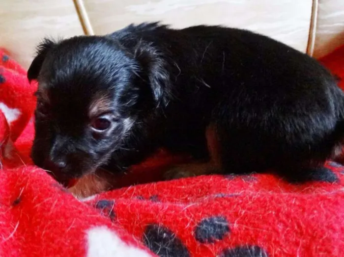 Cachorro ra a SRD idade Abaixo de 2 meses nome Feliz