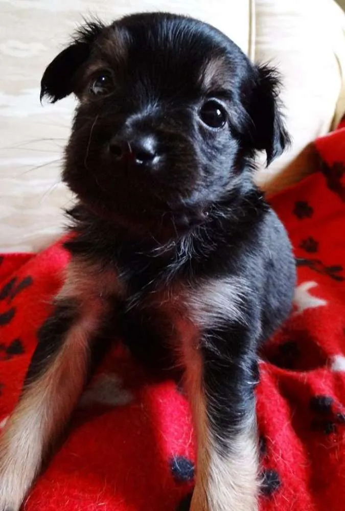 Cachorro ra a SRD idade Abaixo de 2 meses nome Feliz