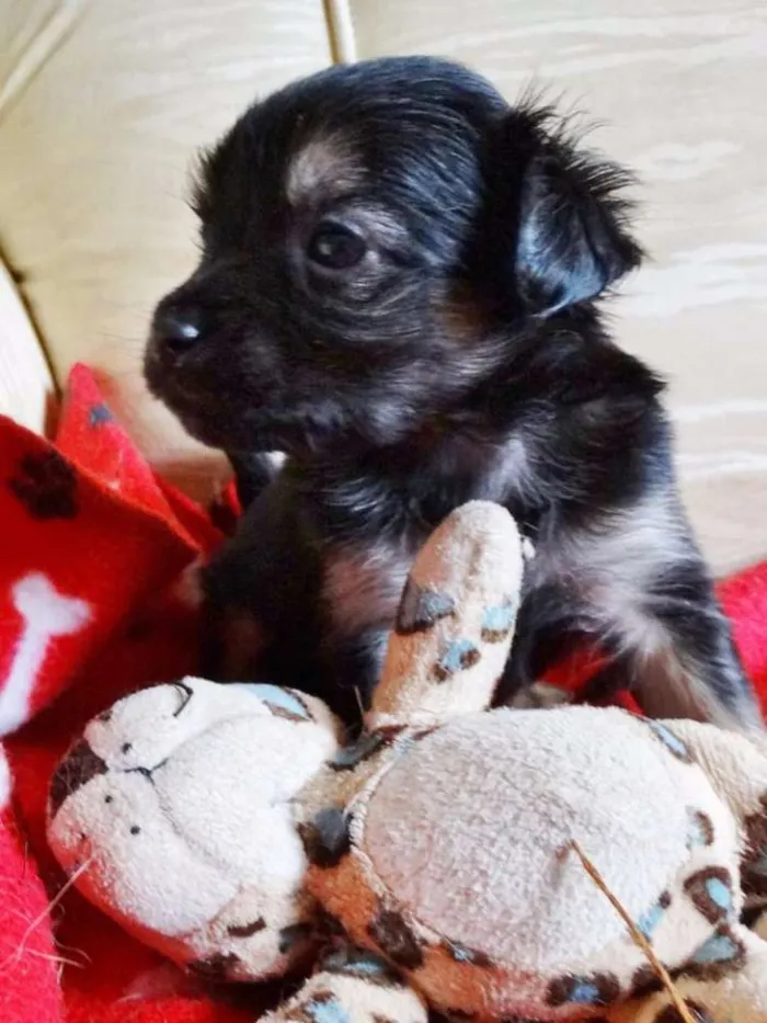Cachorro ra a SRD idade Abaixo de 2 meses nome Feliz