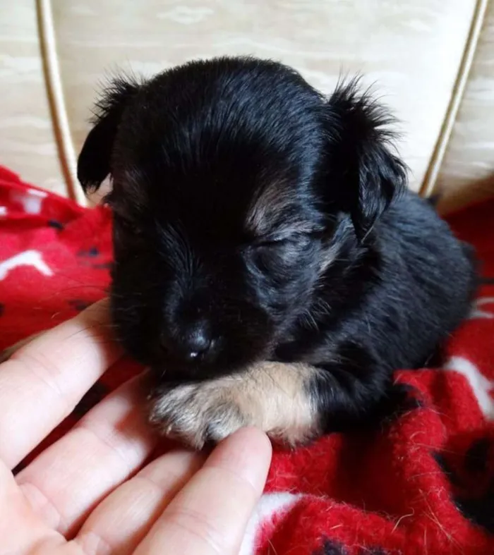 Cachorro ra a SRD idade Abaixo de 2 meses nome Feliz