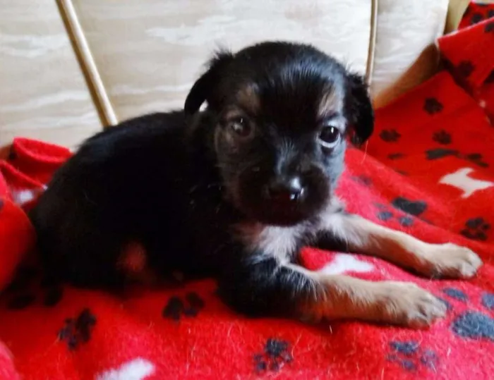 Cachorro ra a SRD idade Abaixo de 2 meses nome Feliz