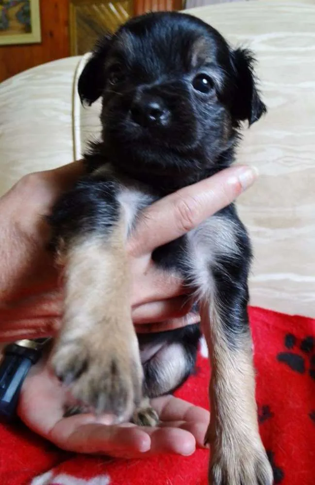 Cachorro ra a SRD idade Abaixo de 2 meses nome Feliz