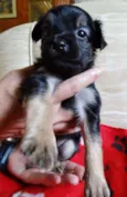 Feliz