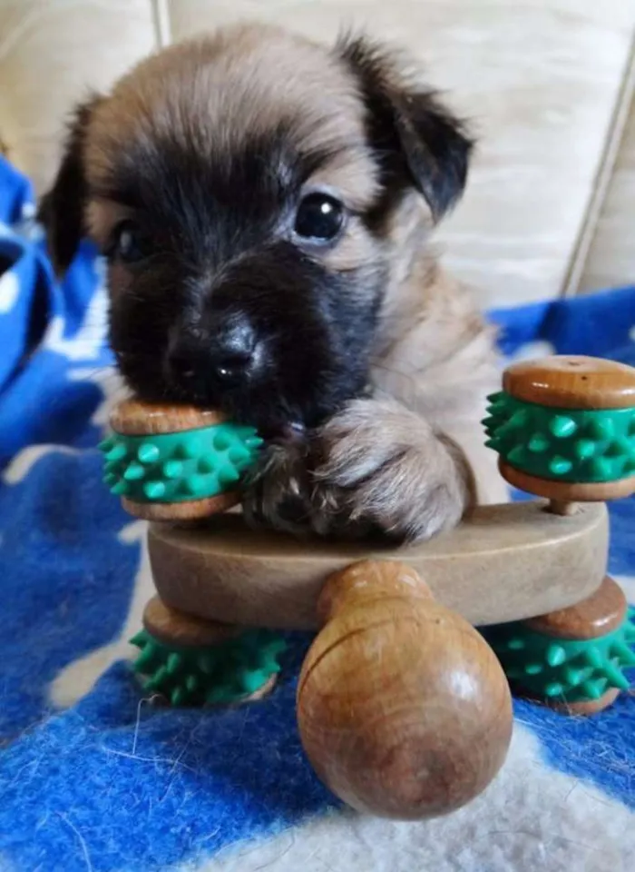 Cachorro ra a SRD idade Abaixo de 2 meses nome Mestre