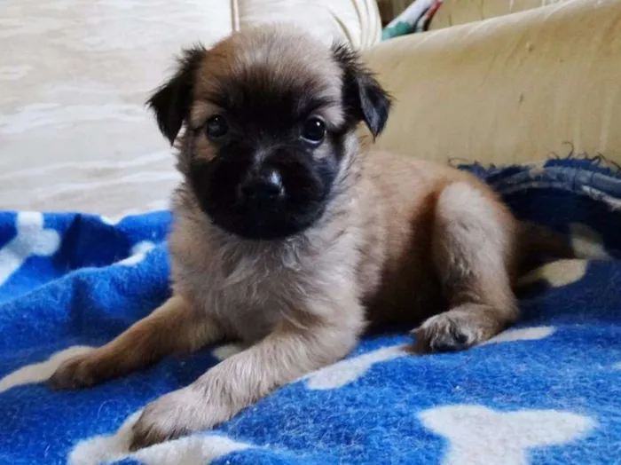 Cachorro ra a SRD idade Abaixo de 2 meses nome Mestre