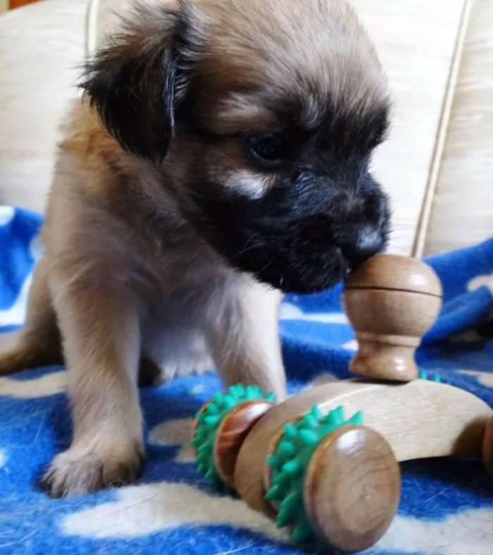 Cachorro ra a SRD idade Abaixo de 2 meses nome Mestre