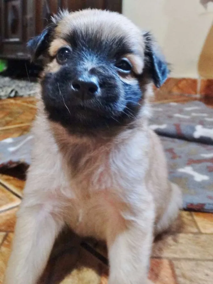 Cachorro ra a SRD idade Abaixo de 2 meses nome Mestre