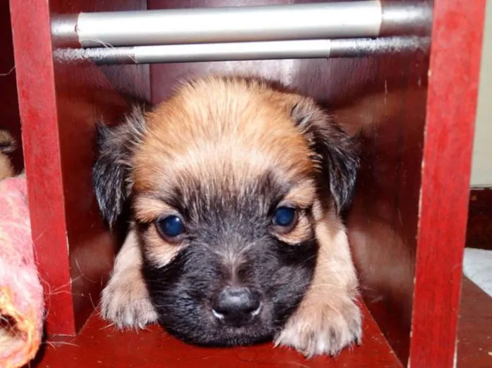 Cachorro ra a SRD idade Abaixo de 2 meses nome Mestre
