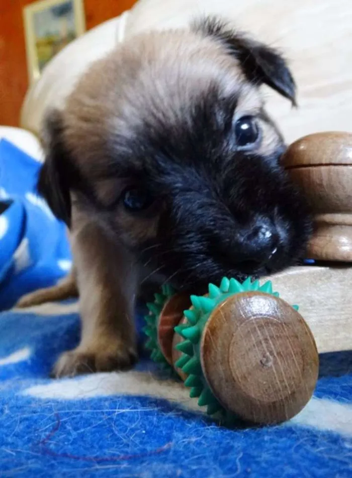 Cachorro ra a SRD idade Abaixo de 2 meses nome Mestre
