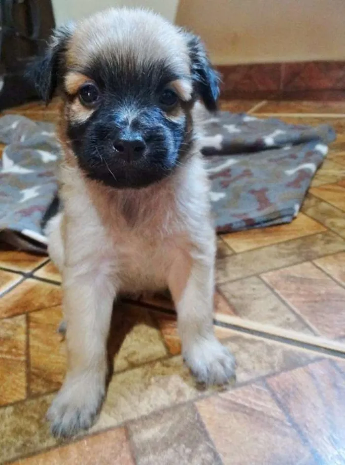 Cachorro ra a SRD idade Abaixo de 2 meses nome Mestre