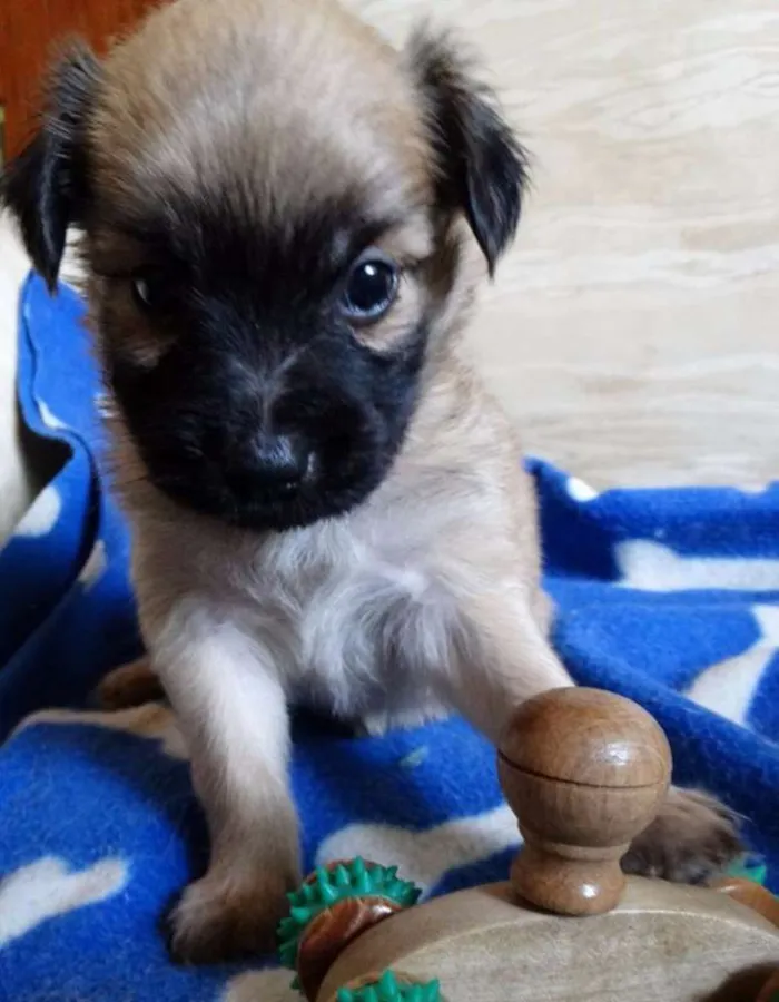 Cachorro ra a SRD idade Abaixo de 2 meses nome Mestre