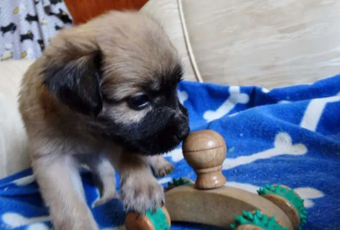 Cachorro ra a SRD idade Abaixo de 2 meses nome Mestre