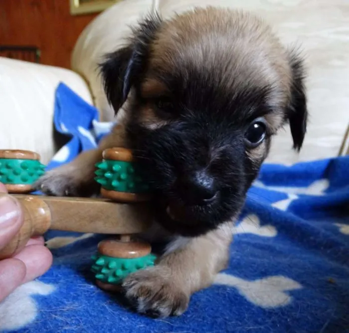 Cachorro ra a SRD idade Abaixo de 2 meses nome Mestre