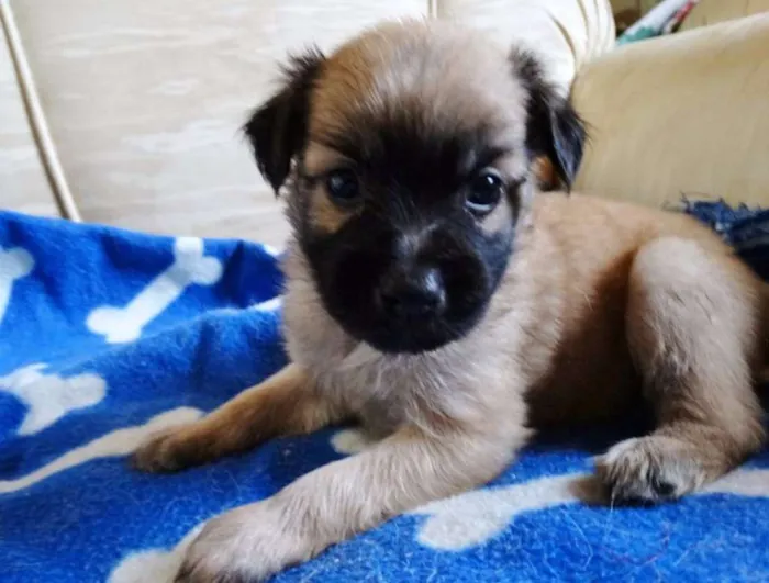 Cachorro ra a SRD idade Abaixo de 2 meses nome Mestre
