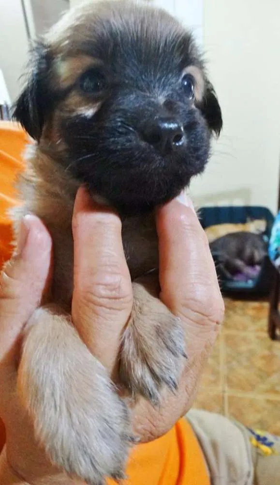 Cachorro ra a SRD idade Abaixo de 2 meses nome Mestre