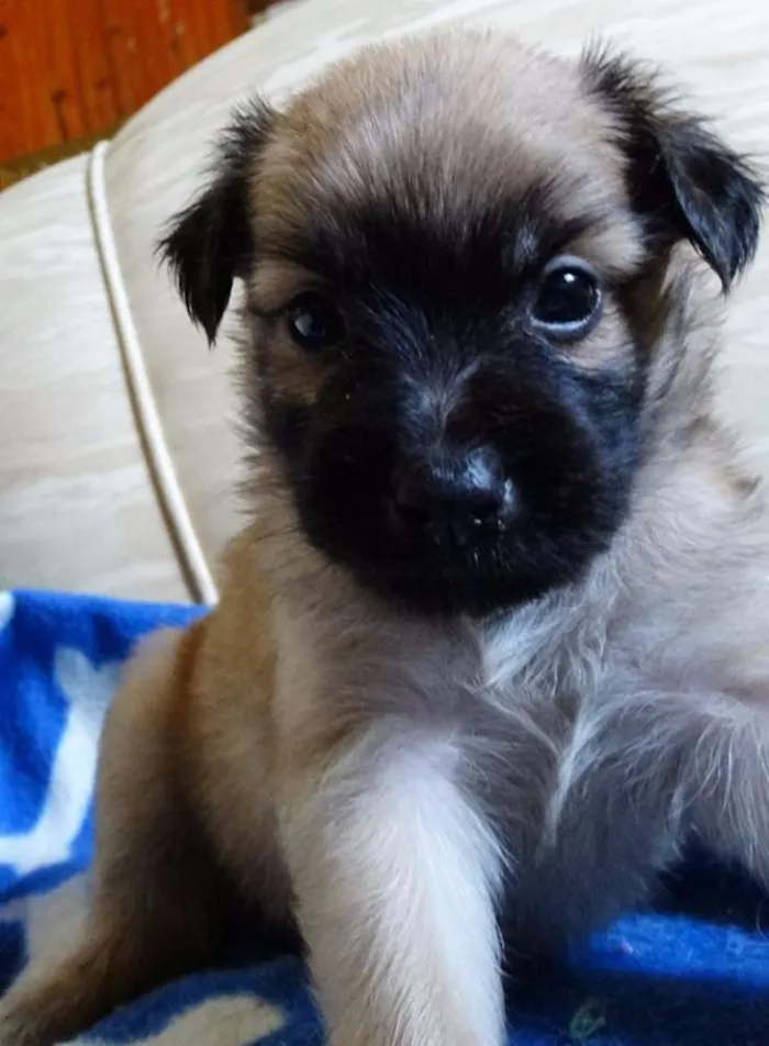 Cachorro ra a SRD idade Abaixo de 2 meses nome Mestre