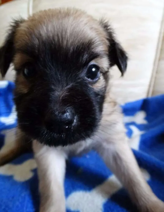 Cachorro ra a SRD idade Abaixo de 2 meses nome Mestre
