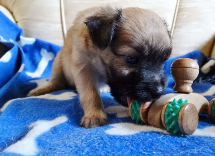 Cachorro ra a SRD idade Abaixo de 2 meses nome Mestre