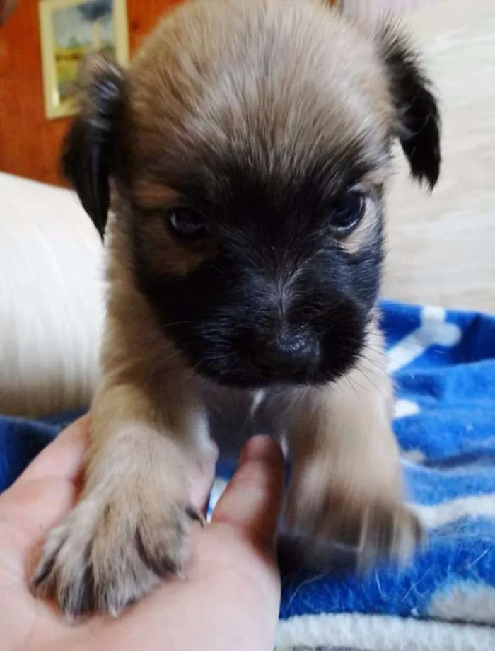 Cachorro ra a SRD idade Abaixo de 2 meses nome Mestre