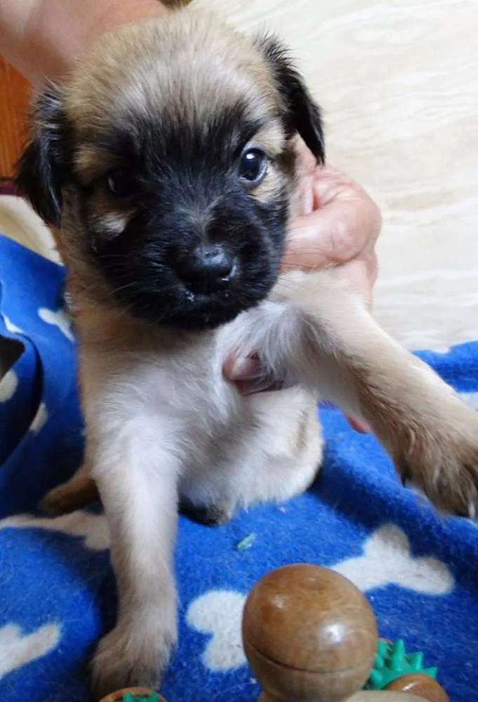 Cachorro ra a SRD idade Abaixo de 2 meses nome Mestre
