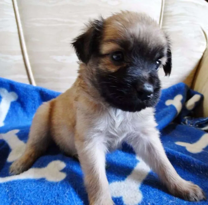 Cachorro ra a SRD idade Abaixo de 2 meses nome Mestre
