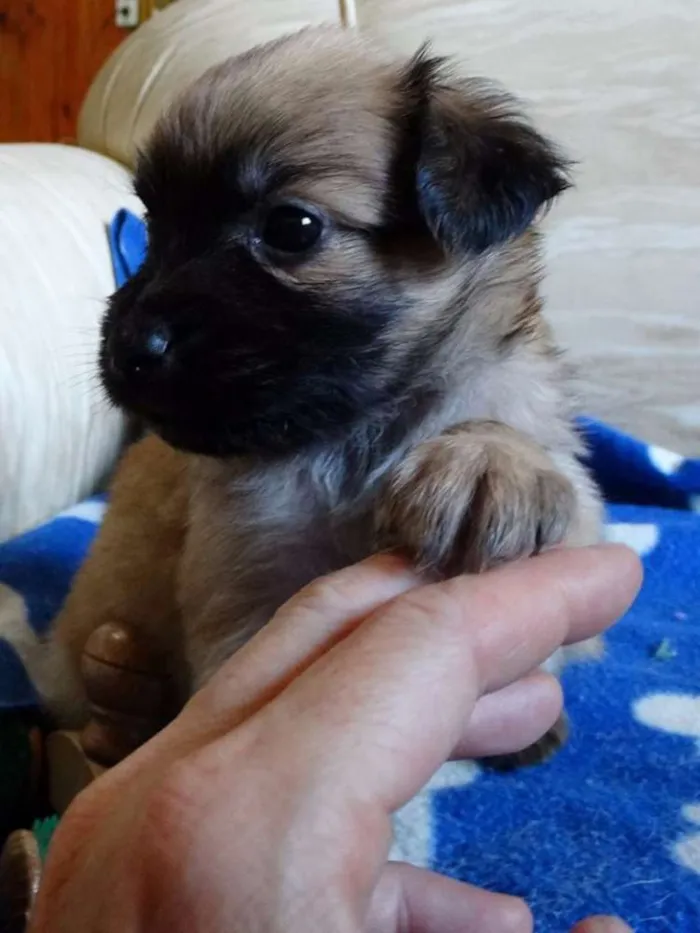 Cachorro ra a SRD idade Abaixo de 2 meses nome Mestre