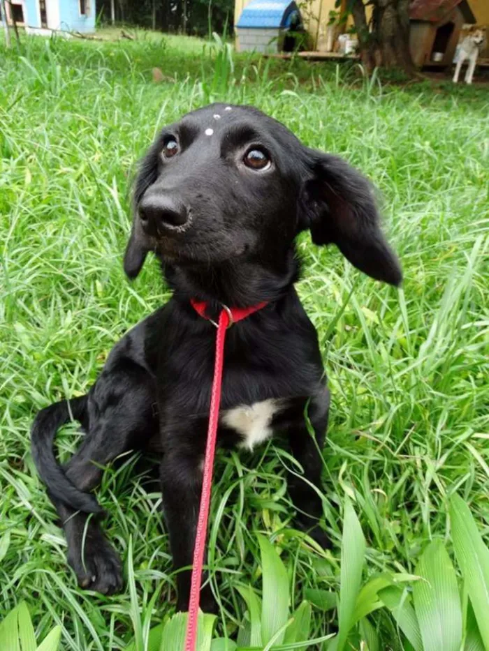 Cachorro ra a SRD idade 2 a 6 meses nome Açaí