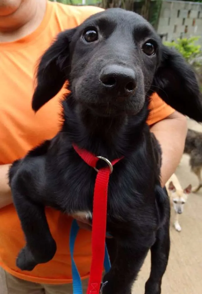 Cachorro ra a SRD idade 2 a 6 meses nome Açaí