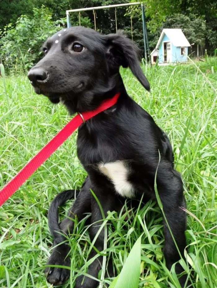 Cachorro ra a SRD idade 2 a 6 meses nome Açaí