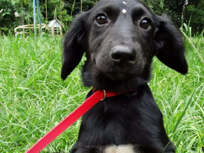 Cachorro ra a SRD idade 2 a 6 meses nome Açaí