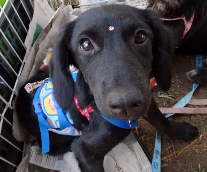 Cachorro ra a SRD idade 2 a 6 meses nome Açaí
