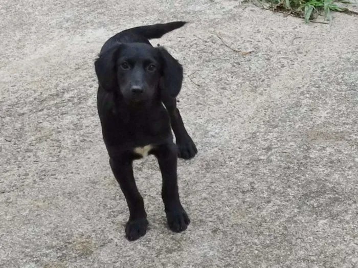 Cachorro ra a SRD idade 2 a 6 meses nome Açaí