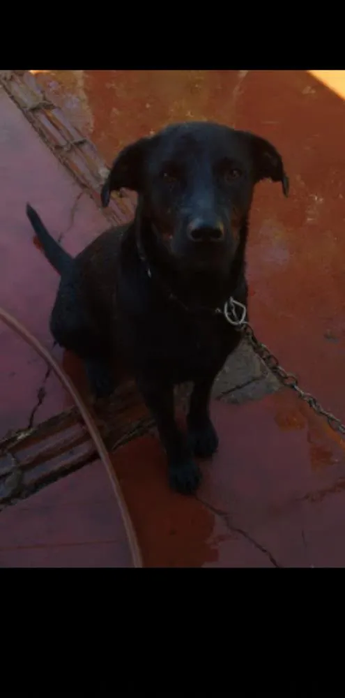 Cachorro raça Rotweiller/Labrador idade 2 anos nome Brahma