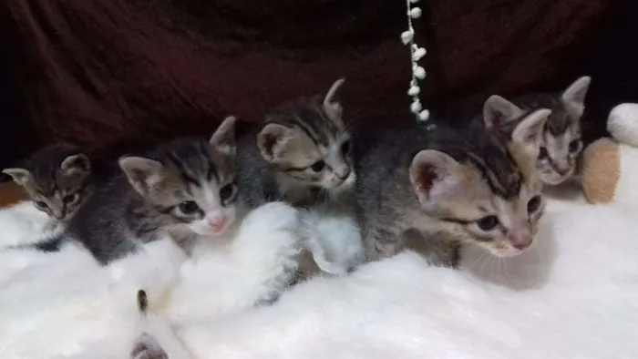 Gato ra a SRD  idade Abaixo de 2 meses nome Uma Família Em Busca