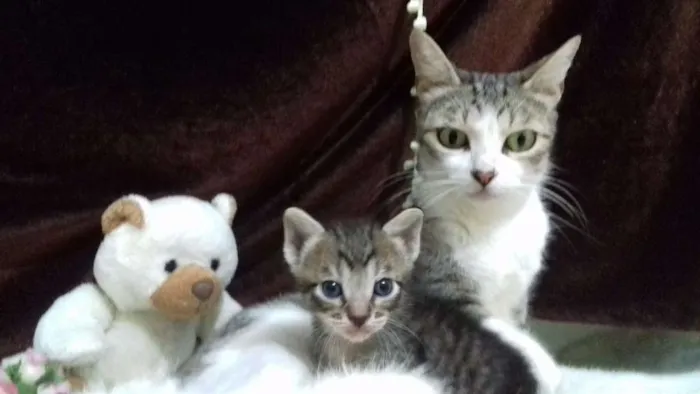 Gato ra a SRD  idade Abaixo de 2 meses nome Uma Família Em Busca