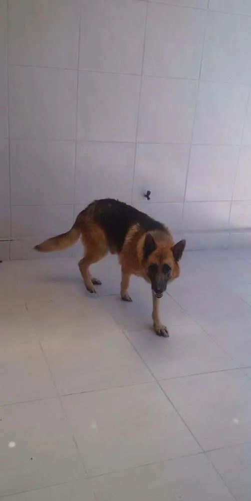 Cachorro ra a Pastor alemão idade 6 ou mais anos nome Billy