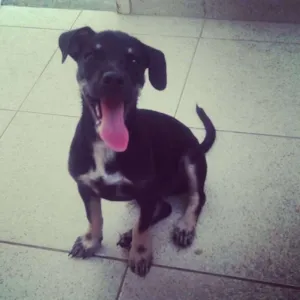 Cachorro raça viralata idade 2 a 6 meses nome bolinha