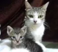 Uma Família Em Busca