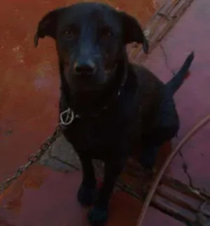 Cachorro raça Rotweiller/Labrador idade 2 anos nome Brahma