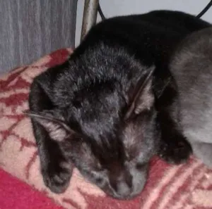Gato raça chocolate  idade 7 a 11 meses nome nega
