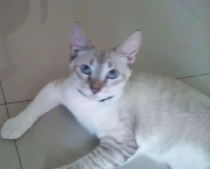 Gato raça mestiço idade 2 a 6 meses nome Alain