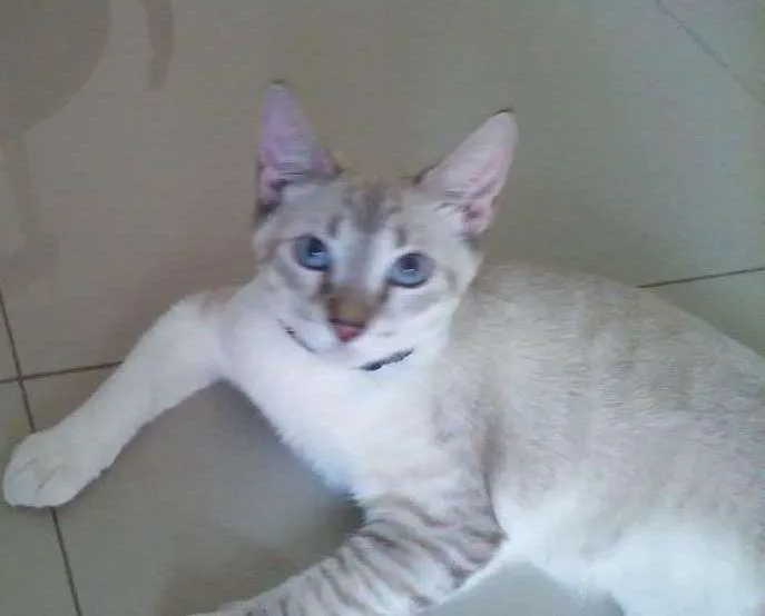Gato ra a mestiço idade 2 a 6 meses nome Alain