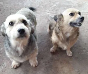 Cachorro raça Sem  idade 6 ou mais anos nome Belinha e Sheli 