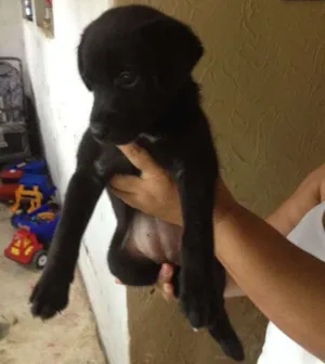 Cachorro raça Vira lata idade Abaixo de 2 meses nome Lindy