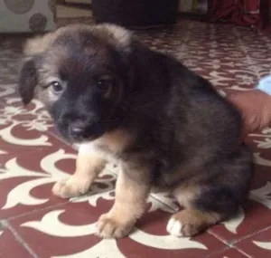 Cachorro raça Vira lata idade Abaixo de 2 meses nome Bele