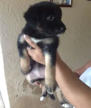 Cachorro raça Vira lata idade Abaixo de 2 meses nome Nati