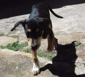 Cachorro raça Doberman misturada idade Abaixo de 2 meses nome Preta