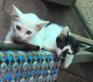 Gato raça Angorá idade 2 a 6 meses nome sem  nome