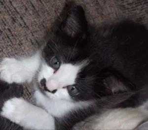Gato raça indiferente idade 2 a 6 meses nome filhotes