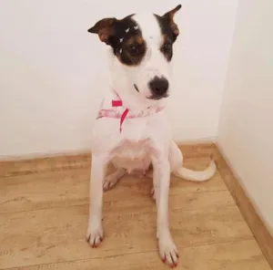 Cachorro raça SRD idade 1 ano nome Luna